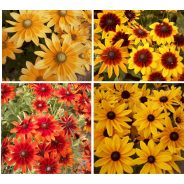 RUDBECKIA HIRTA