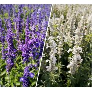 SALVIA FARINACEA